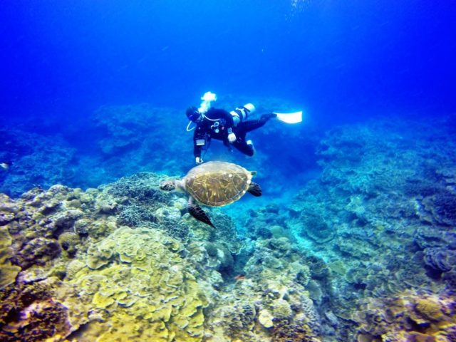 ダイブテリーズ