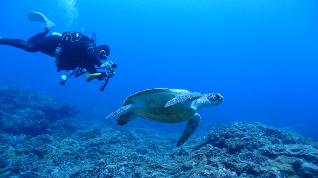 ダイブテリーズ