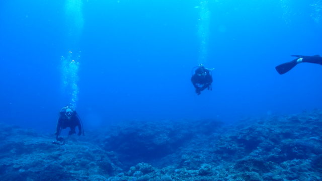 ダイブテリーズ