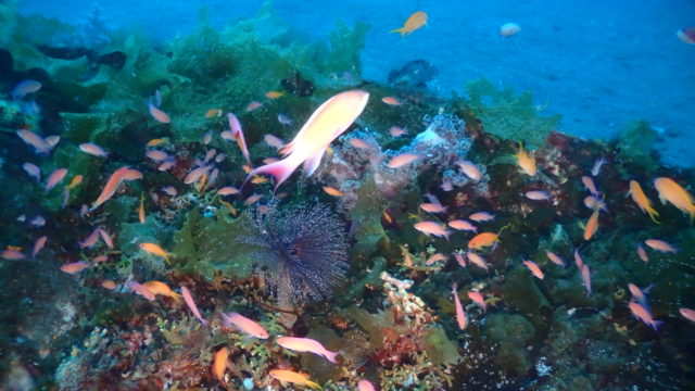 ダイブテリーズ