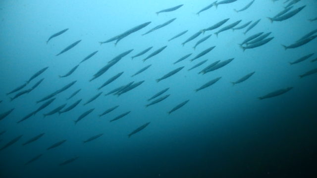 ダイブテリーズ