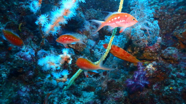 ダイブテリーズ