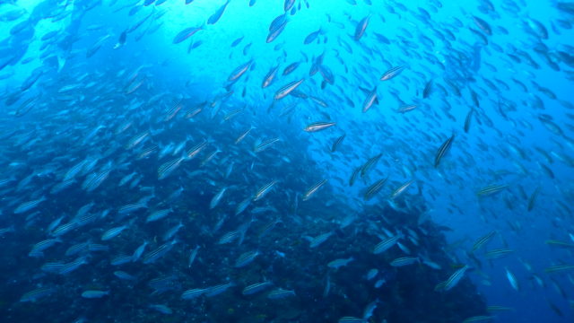 ダイブテリーズ