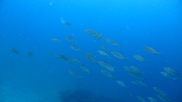 ダイブテリーズ