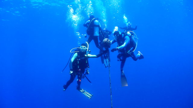 ダイブテリーズ