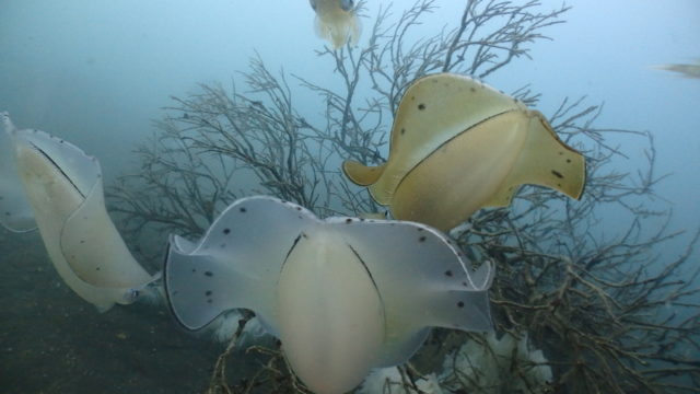 ダイブテリーズ