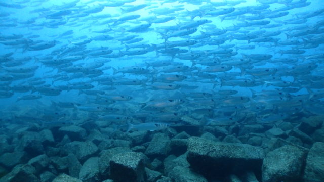 ダイブテリーズ