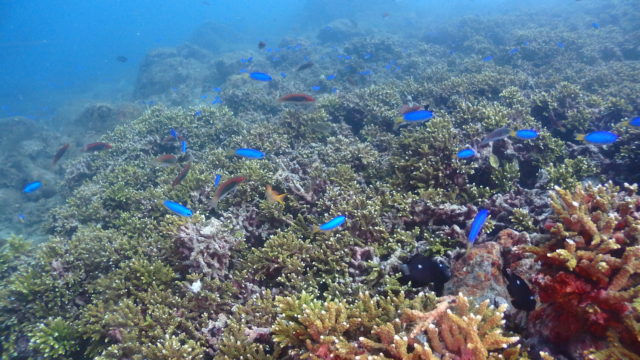 ダイブテリーズ