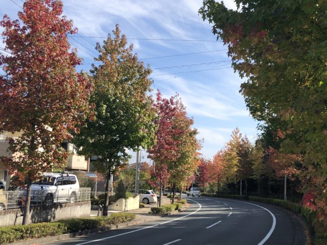 ダイブテリーズ