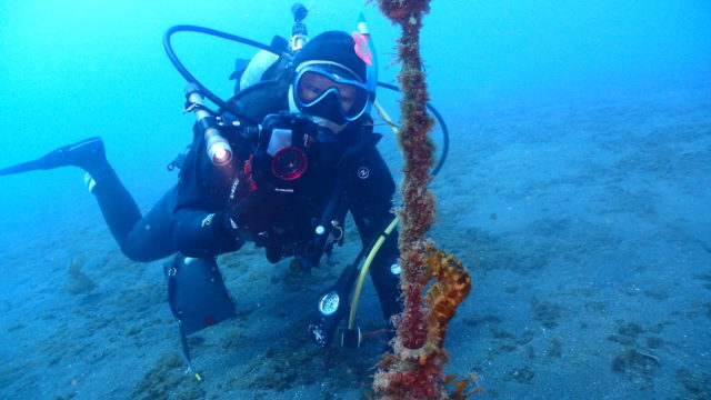 ダイブテリーズ