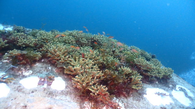 ダイブテリーズ