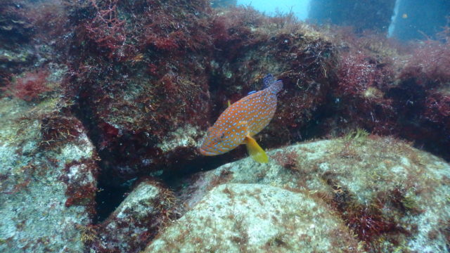 ダイブテリーズ