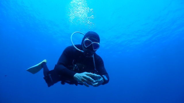 ダイブテリーズ