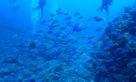 ダイブテリーズ