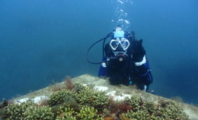 ダイブテリーズ