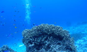 ダイブテリーズ