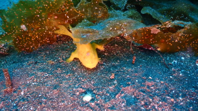 ダイブテリーズ