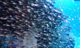 ダイブテリーズ