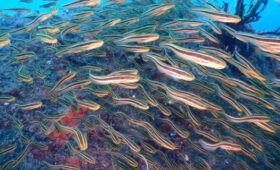 ダイブテリーズ