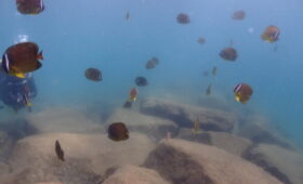 ダイブテリーズ