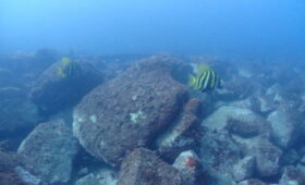 ダイブテリーズ