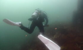 ダイブテリーズ