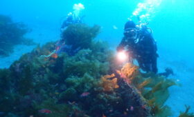 ダイブテリーズ