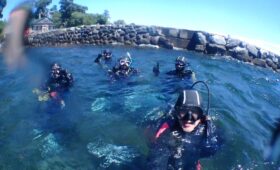 ダイブテリーズ