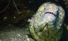 ダイブテリーズ