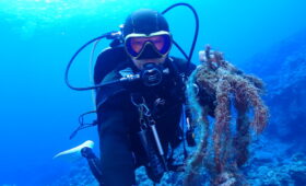 ダイブテリーズ