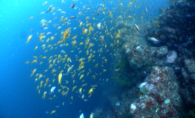 ダイブテリーズ