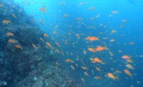 ダイブテリーズ