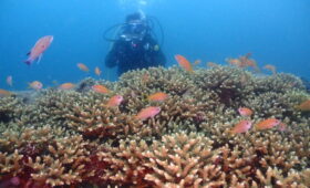 ダイブテリーズ