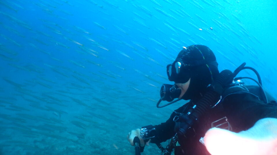 ダイブテリーズ