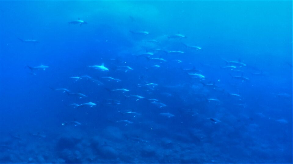 ダイブテリーズ