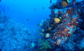 ダイブテリーズ