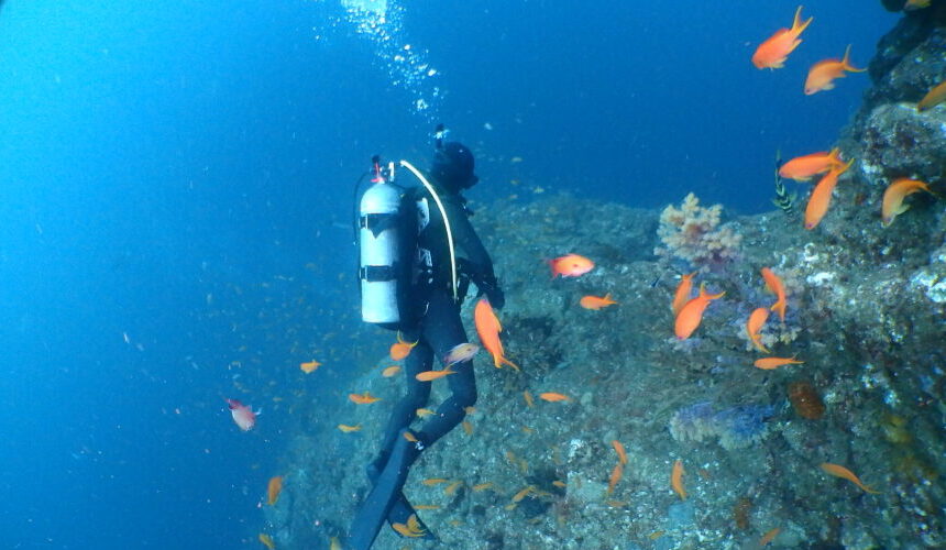 ダイブテリーズ