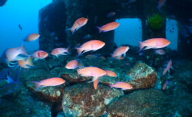 ダイブテリーズ