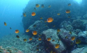 ダイブテリーズ