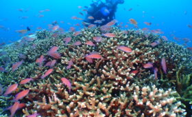 ダイブテリーズ