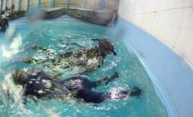 ダイブテリーズ