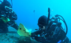 ダイブテリーズ