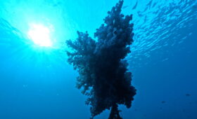 ダイブテリーズ