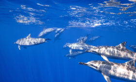 ダイブテリーズ