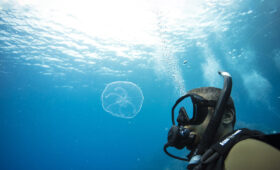 ダイブテリーズ