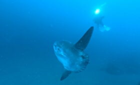 ダイブテリーズ