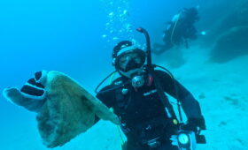 ダイブテリーズ