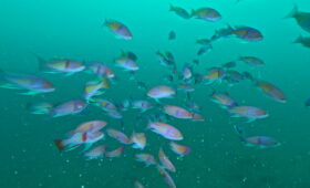 ダイブテリーズ