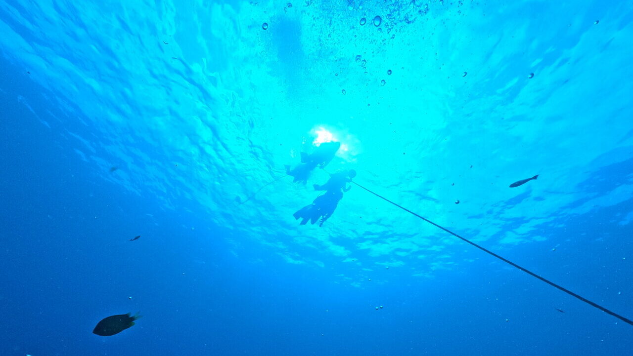 ダイブテリーズ