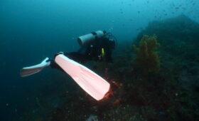 ダイブテリーズ